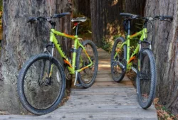 Two mountain bikes propped against treesmt-bikes.jpg