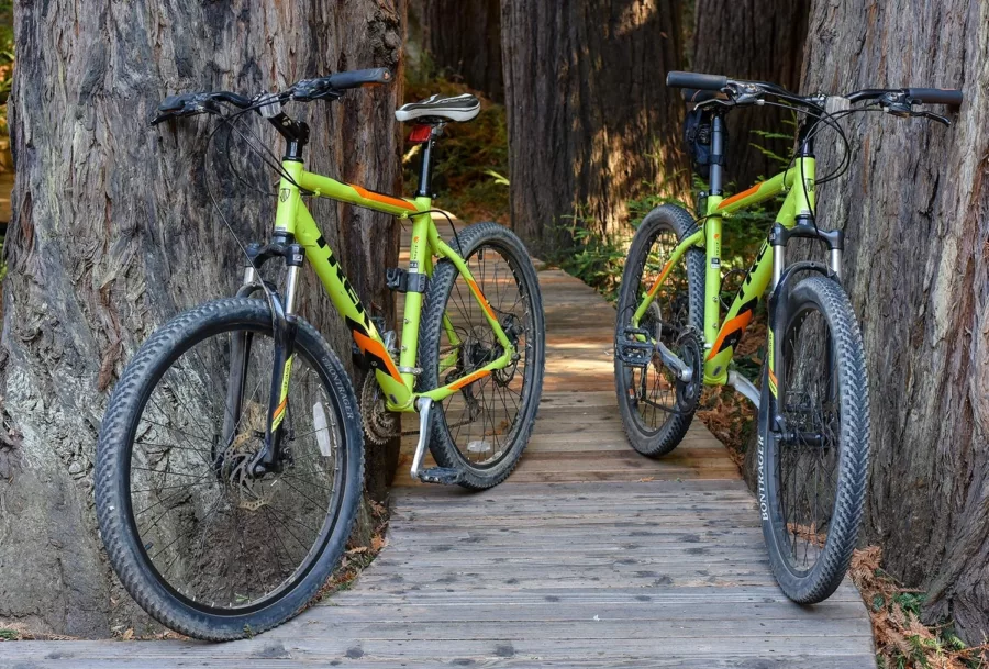 Two mountain bikes propped against trees